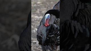 Dirty Bird for the WIN!! #turkeyhunting #bowhunting #decap #dirtybird