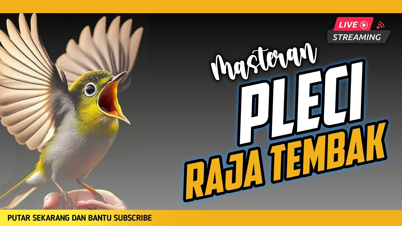 🔴 LIVE Masteran PLECI Raja Tembak