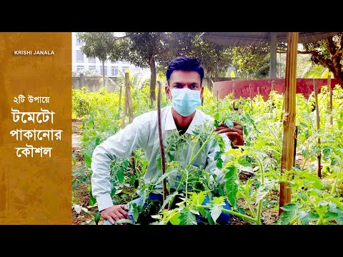 ভিডিও: বাড়িতে কীভাবে টমেটোর চারা জন্মাবেন: গ্রিনহাউসে, একটি উইন্ডোজিলের উপর একটি অ্যাপার্টমেন্ট, বোতলগুলিতে, চান্দ্র ক্যালেন্ডার