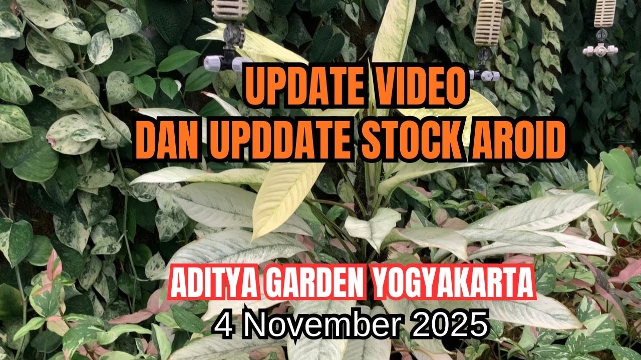 Update stock aroid awal bulan stock banyak pilihan