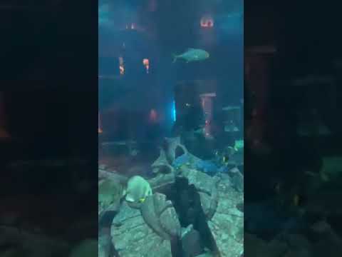 ATLANTICS-THE LOST CHAMBERS AQUARIUM(Dubai)|#shorts