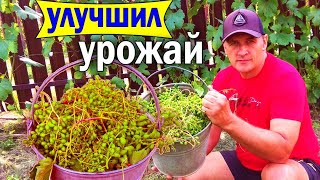 🔴🔴Удали лишние Грозди Винограда и урожай будет лучше. План работ на винограднике в июле.