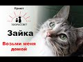 Взять кошку из приюта Зайка. Приют ЗООРАССВЕТ.