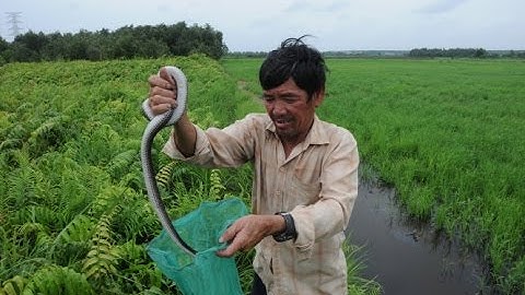 Hẩm hiu Nghề bắt rắn mùa nước lũ tại đồng bằng Sông cữu long