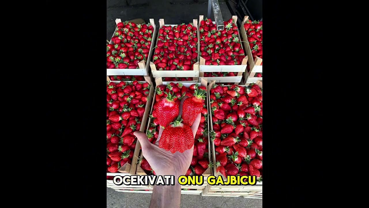 Koraci koje NE SMES preskociti do OVAKVIH jagoda 