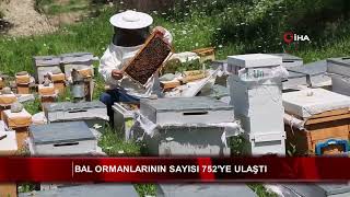 Bal ormanlarının sayısı 752'ye ulaştı