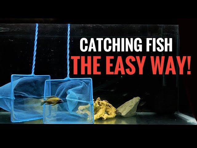 easiest catch don't be another fish in the net DaddyGoFish Kids Fishing 4-Compartment Fishing Net
