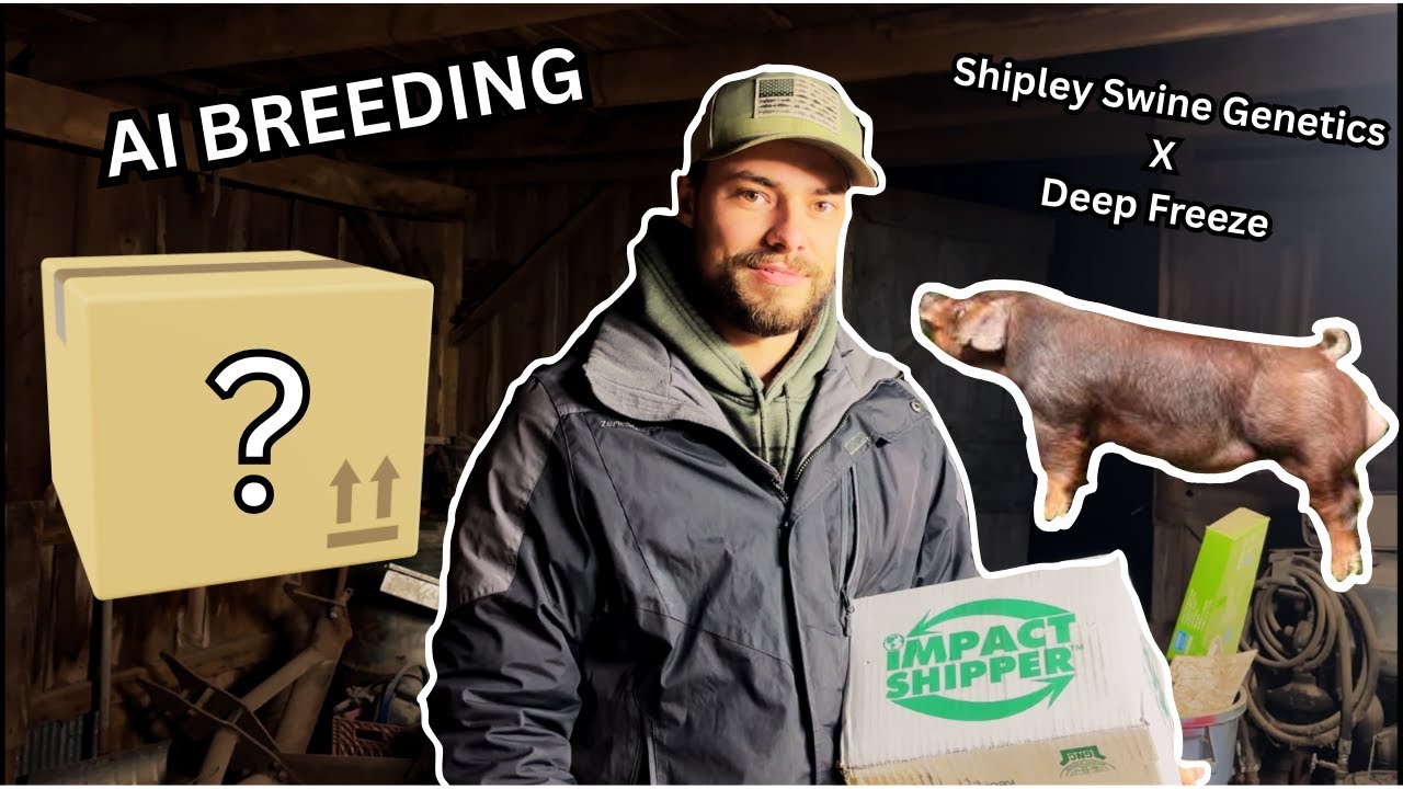 ARTIFICIALLY INSEMINATING My PIG for the FIRST TIME! (AI BREEDING ...