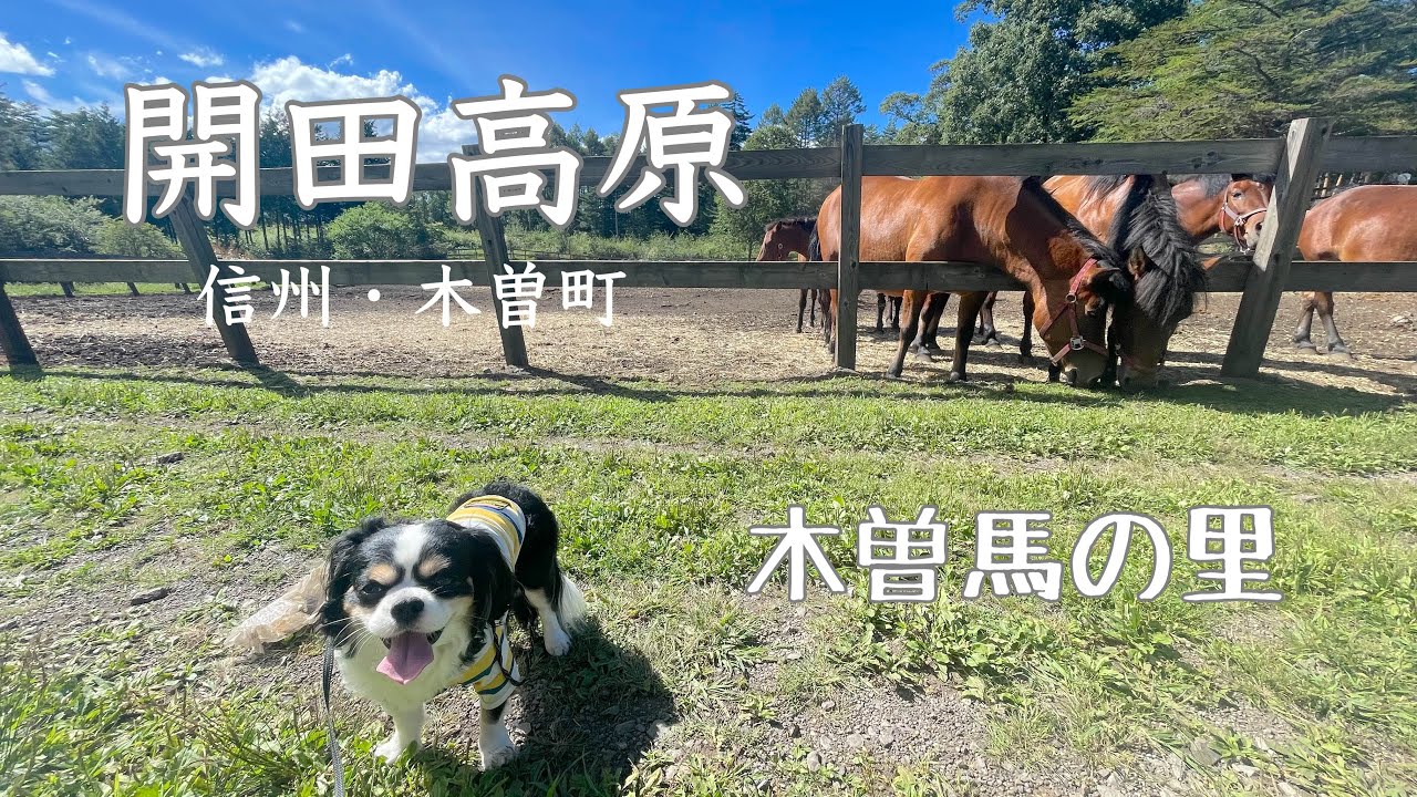 【犬と歩く信州】御嶽山のお膝元　開田高原で景色と食を満喫