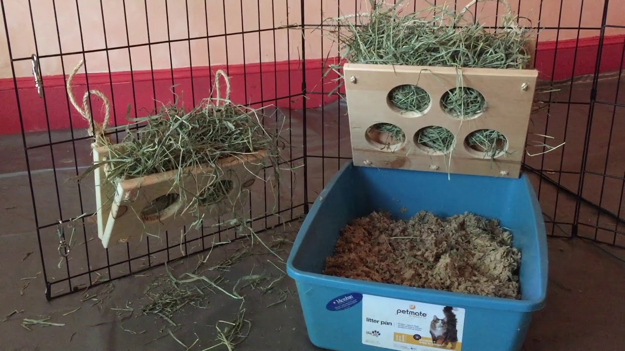 bunnies meaning in hindi super safe mangers