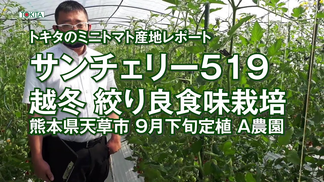 品種特性【ミニトマト】 - YouTube