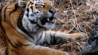 ВИДЕО Поймали тигра ВЛАДИВОСТОК / VIDEO Caught tiger VLADIVOSTOK(ВИДЕО Тигр Выселковая ВЛАДИВОСТОК 19.10.2016. VIDEO Tiger running through the streets of Vladivostok. ウラジオストクの通りを実行しているVIDEOタイガ..., 2016-10-20T11:16:33.000Z)