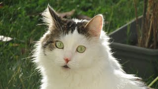 Şans Kedi Ve Misafir Kedilerin En Güzel Halleri Ve Birde Yeni Delen Köpek Misafirimiz Oldu.