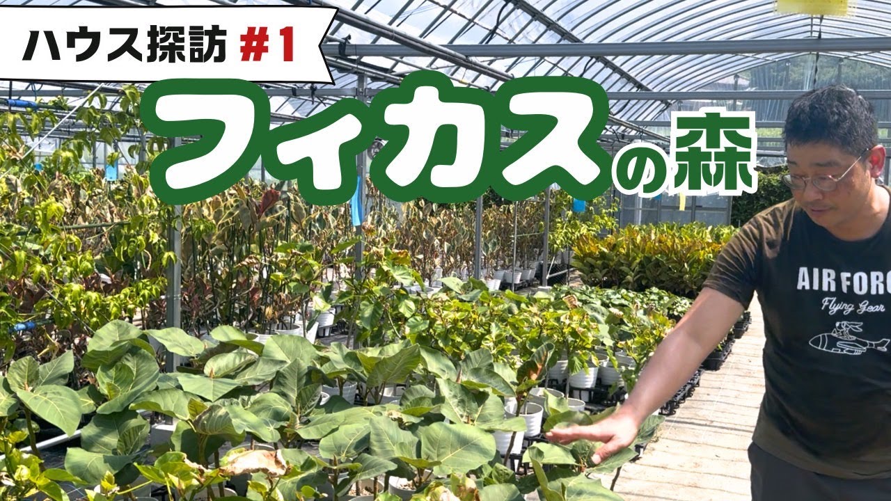 フィカス ナナ 土隠しの麻布サービス♪ フィカス ナナ 土隠しの麻布