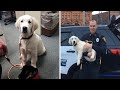 Police Puppy Has First Day On The Job, And Her Photos Are Adorable