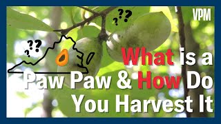 What is a Paw Paw and How do you Harvest It?