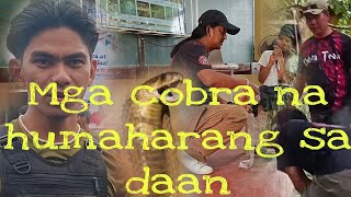 MAY NAHULI  SI COBRA KING#cobraprince#cobraking#cobrateam