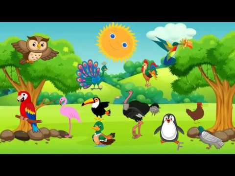 Aves. Las aves para niños con sus sonidos. - thptnganamst.edu.vn