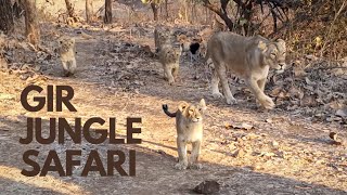 Gir National Park | Jungle Safari at Sasan Gir, Gujarat | How to book Gir jungle safari?