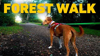 Virtual Dog Walk TV NO ADS 🐾 Peaceful Dog Walk in the Woods at Golden Hour 🌳 Nature Sounds 4K HDR