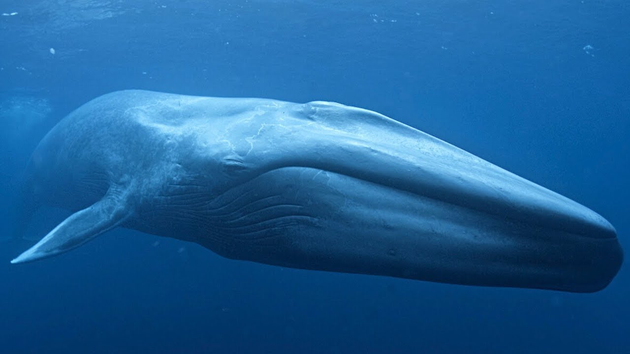Baleine Bleue Le Plus Grand Animal Du Monde / Documentaire (Français