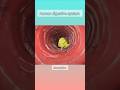 Human Digestive System |3D Animation| #humananatomy #digestivehealth #intestine