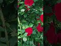 عاصي الحلاني عذبوني وعذبوك