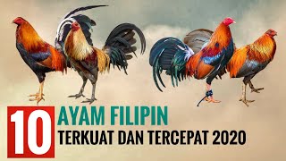 Intip Packing dan Shipping produk keluar Pulau, American fowl/ Indonesian farm/ Han Gamefarm. 