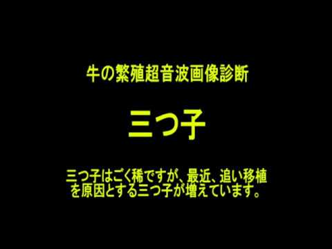 三つ子 牛 獣医 繁殖検診 3つ子 Youtube 三つ子 牛 獣医 繁殖検診 3つ子 Youtube