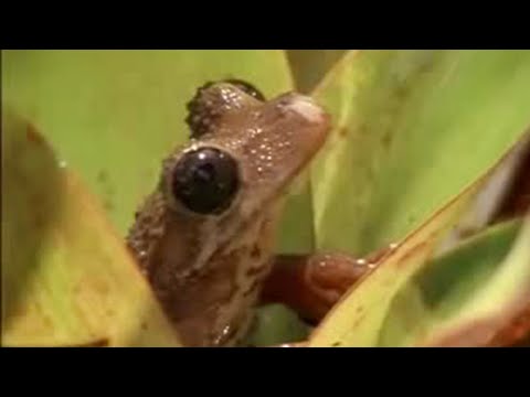 Rainforest animals and plant life in the Amazon jungle  - BBC wildlife