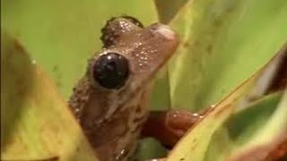 Rainforest animals and plant life in the Amazon jungle - BBC wildlife Rainforest animals and plant life in the Amazon jungle - BBC wildlife