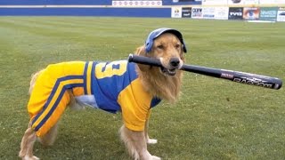 Air Bud: Seventh Inning Fetch (2002) - Movie Review