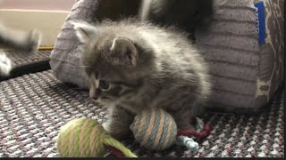 A Fury Igloo Full of Fluffy Kittens  Too Cute