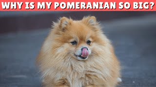Why Is My Pomeranian Dog So Big?