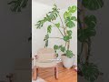 plant nurseries