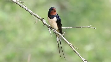 Vroege Vogels - Zwaluw zingt