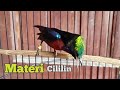 Kolibri Ninja Isian Cililin Cocok Untuk Masteran Konin Mp3 - Mp4 Download