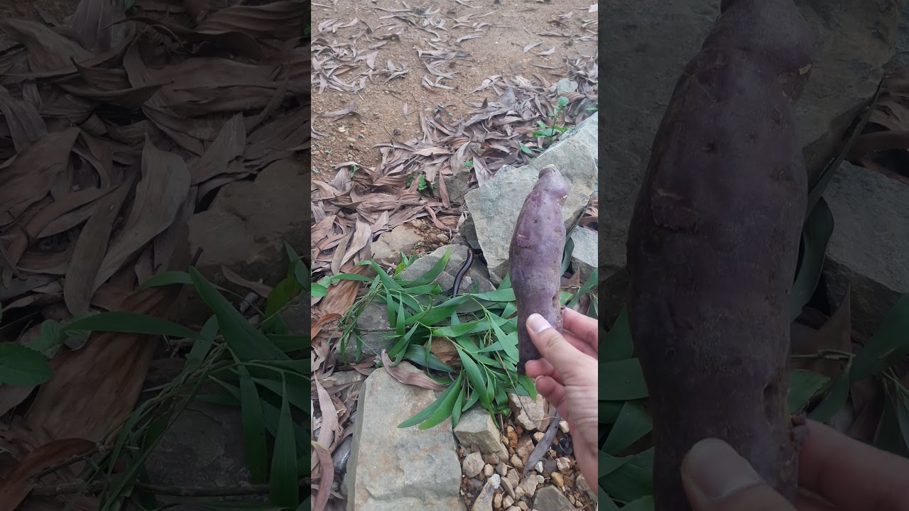 Con cọng chiếu 100 năm thành tinh to khủng khiếp - YouTube