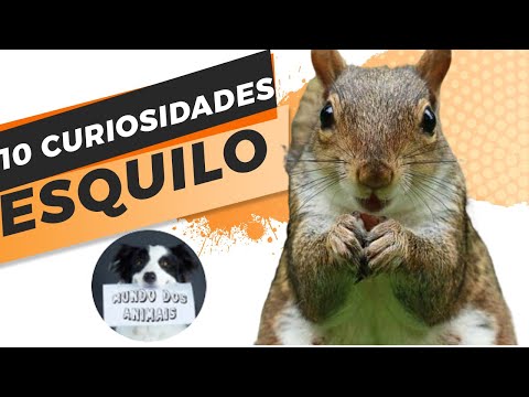 Vídeo: Como Nomear Um Esquilo