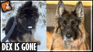 Dex Is Gone