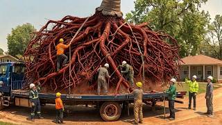 Large, Strong, Different Red Coconut Stump Is Extremely Dangerous! Carpenter Uniquely Handles!