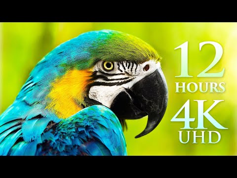 12 HOUR 4K FILM 