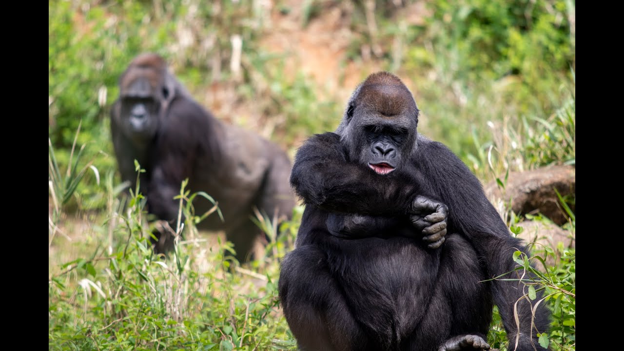 animal, animaux, monkey, gorilla, gorilla sex, sexe animal, sexe animaux, s...