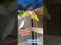 Love Birds🐦💞🐦| Beautiful Love Birds🐦💞 | Lovebirds Sounds🐦💞🐦#lovebirds #sounds #youtubeshorts #shorts