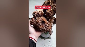 Củ kháu vài lèng tăng cường sinh lý nam giới