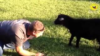 ▰▰▰Лучшие приколы до слёз!!!▰▰▰ Смотреть всем,coub,лучшее!! ▰▰▰Лучшие приколы до слёз!!!▰▰▰ Смотреть всем,coub,лучшее!!