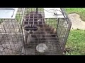 Trapper Adair Living on the Wild Side with a frisky young raccoon at Lake of the Ozark