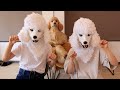 【ライブ】撮影終了後の双子犬ライブ
