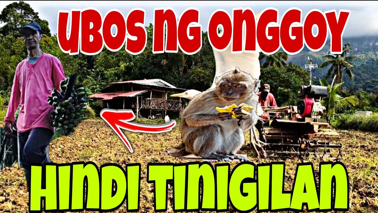 Update sa mga Saging|Buhay sa Bukid