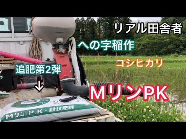 Mリンpk散布 硫安も コシヒカリ追肥 追肥後4日目の経過も少し への字稲作 Youtube